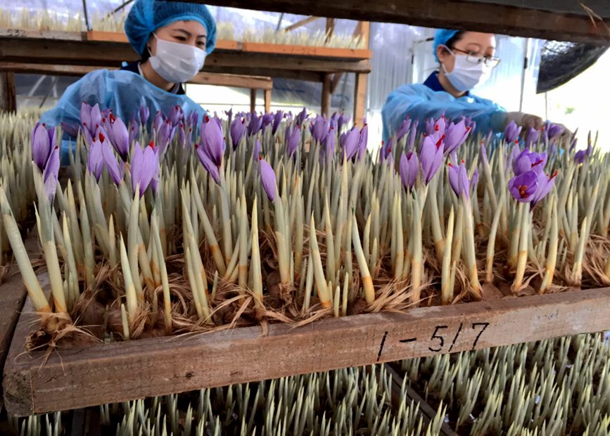 林芝天旺農(nóng)牧產(chǎn)品有限公司藏紅花種植基地工作人員采摘藏紅花。趙新民攝