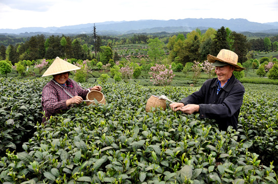 貴州省湄潭縣大力發(fā)展茶葉產(chǎn)業(yè)，60萬畝生態(tài)茶園實現(xiàn)了“綠水青山變成金山銀山”，生態(tài)與經(jīng)濟協(xié)調(diào)發(fā)展。圖為湄潭縣湄江街道金花村茶農(nóng)采茶 瞿欣含攝 _副本.jpg