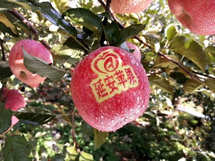 延安蘋果。柳林鎮(zhèn)果技站供圖。
