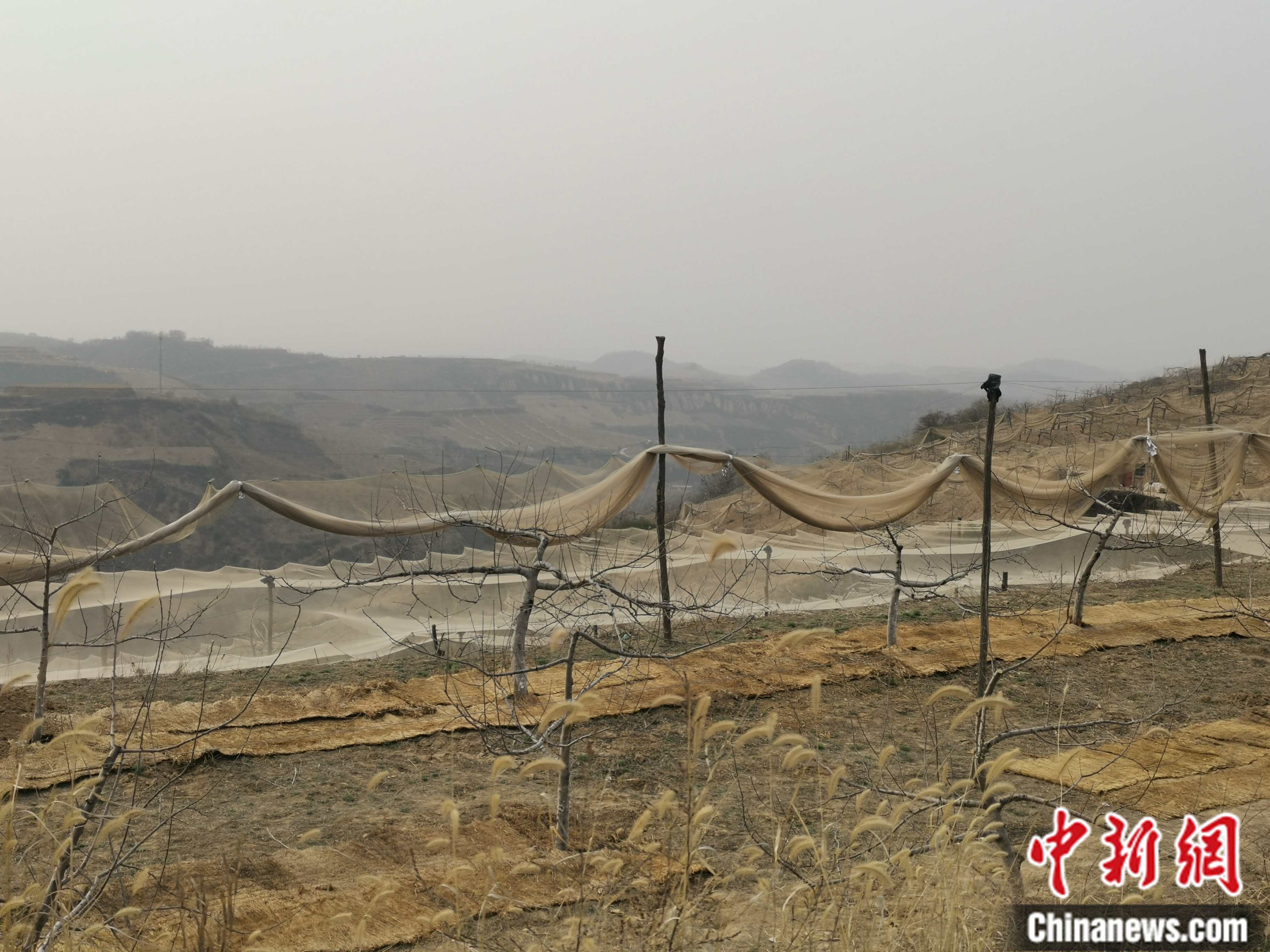 陜西省延安市寶塔區(qū)柳林鎮(zhèn)麻塔村蘋果園。 <a target='_blank'  ><p  align=