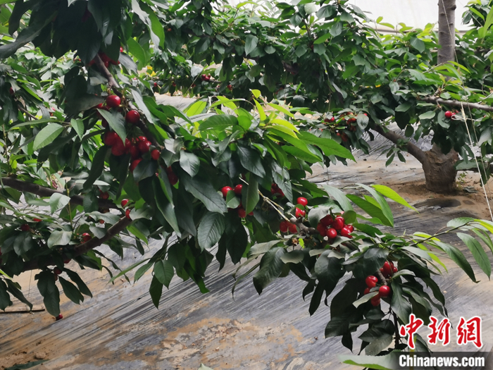 陜西省子長(zhǎng)市盛宇現(xiàn)代農(nóng)業(yè)示范園內(nèi)，櫻桃鮮艷欲滴。<a target='_blank'  ><p  align=